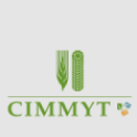 CIMMYT